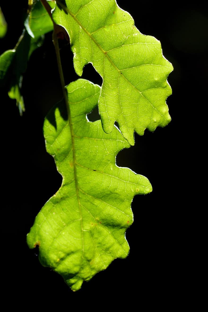 Oak, Leaves, Nature, Green Leaves, Tree, leaf, green color, plant, close-up, backgrounds, macro