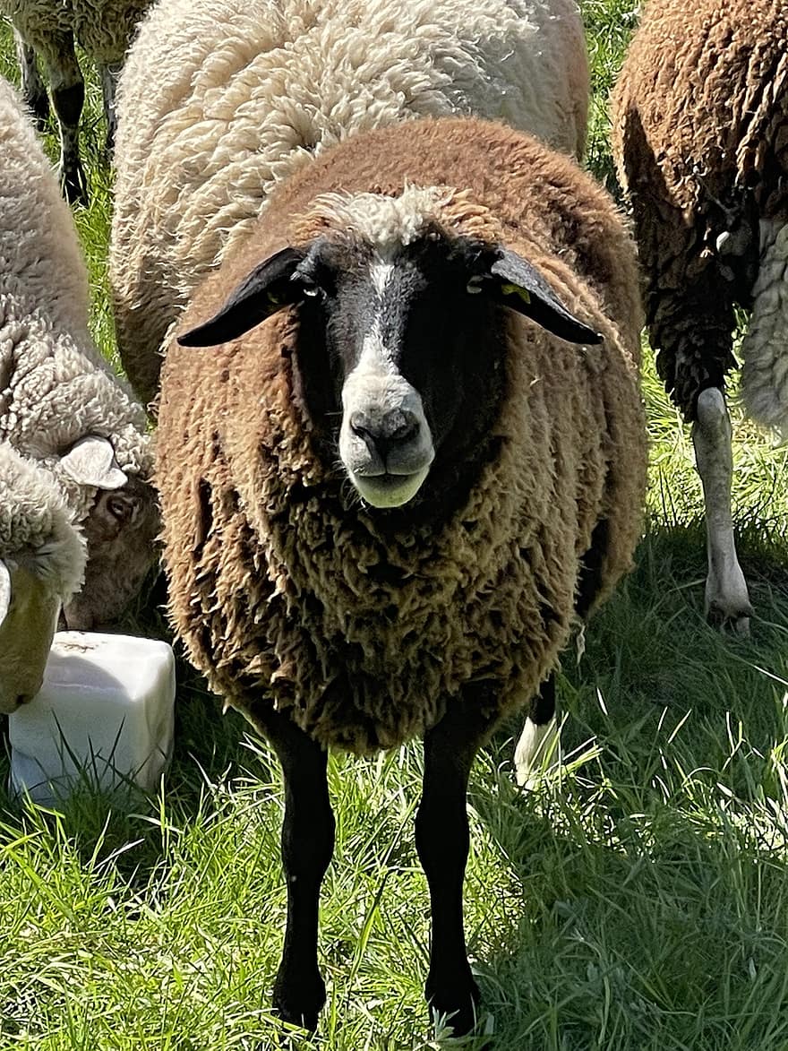 Sheep, Animals, Livestock, Nature, Spring, Farm Animals, grass, farm, wool, rural scene, pasture