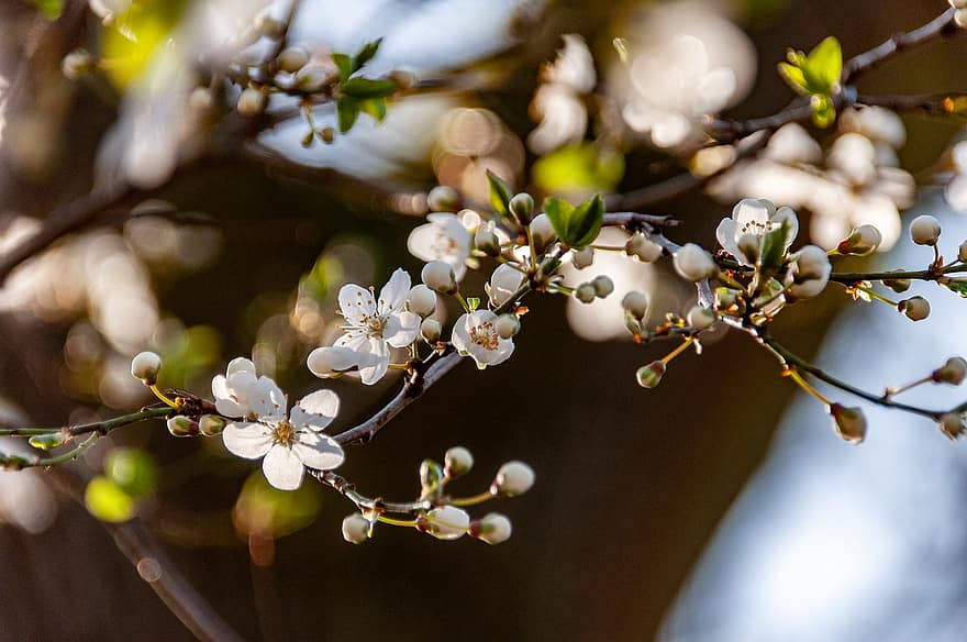 Cherry Blossom, Flowers, Spring, Buds, Bloom, Blossom, Branch, Tree, Plant, close-up, springtime
