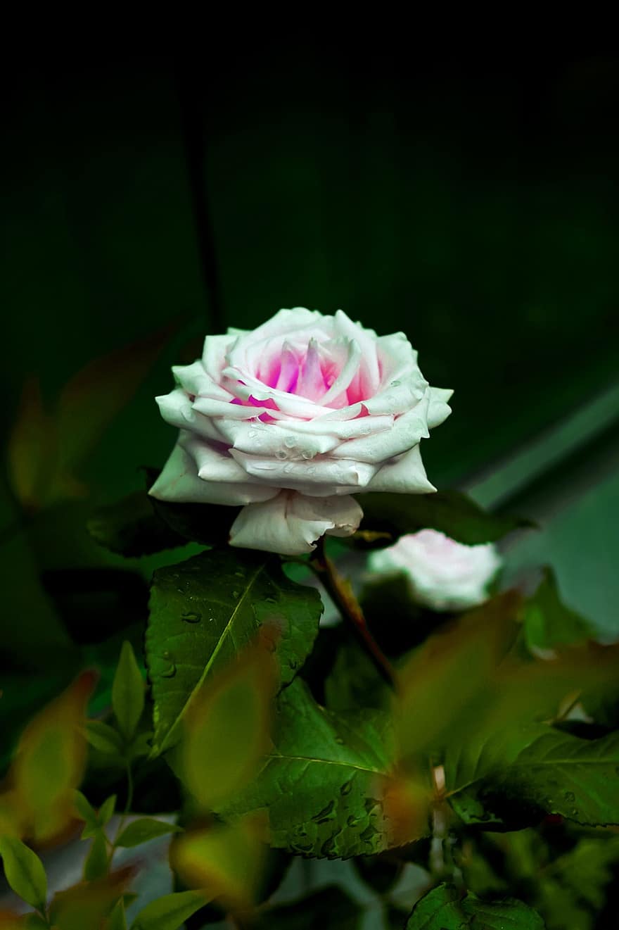 Rose, Flower, Plant, White Rose, White Flower, Bloom, Blossom, Garden, Nature