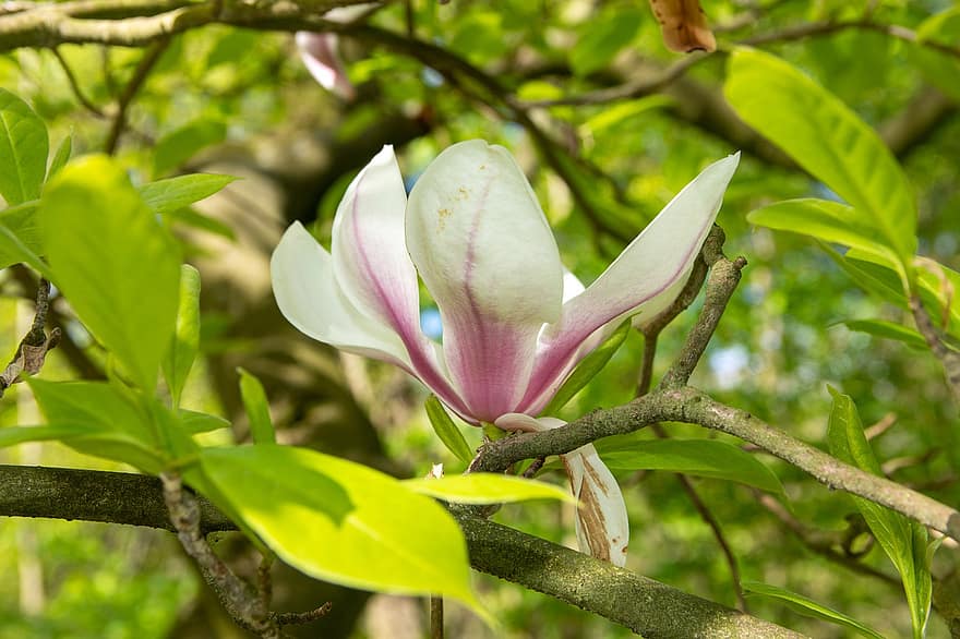 zieds, magnolija, pavasarī, sezonas, zied, ziedlapiņām, izaugsmi, makro, filiāles, raksturs, lapas