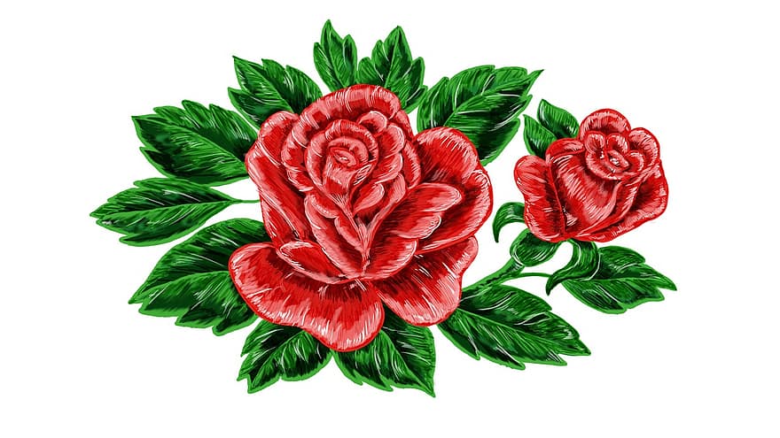 roos, bloem, natuur, tekening