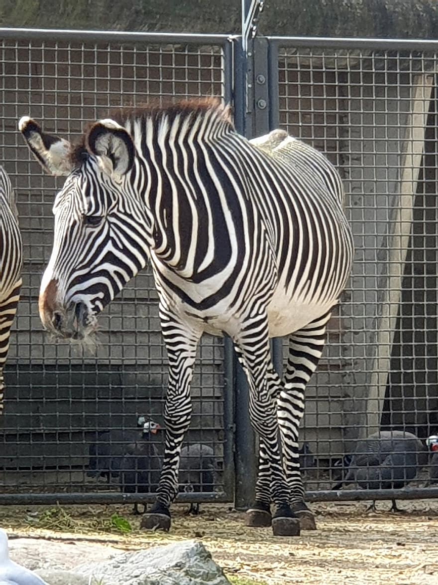 zebra, animal, jardim zoológico