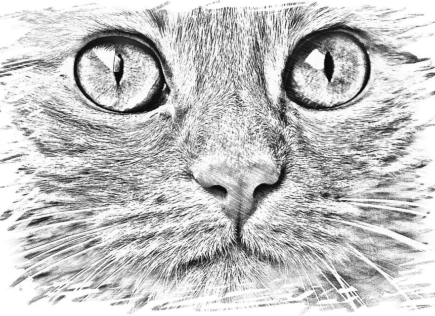 rajz, macska, arc, szemek