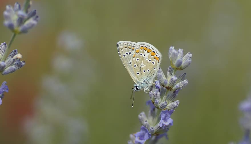 azul comum, borboleta, inseto, flores, lavanda, asas, plantar, flor, jardim, verão, natureza