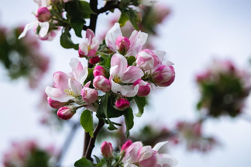 Apfelbaum, Blumen, Apfelblüten, pinke Blumen, Ast, blühen, Flora, Natur, Frühling
