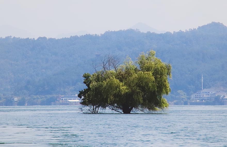 Tree, Tree In Water, Aquatic Plants, Waters, Lake, Landscape, Outdoors, Natural