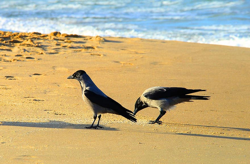 Crows, Birds, Perched, Animals, Sea, Feathers, Beach, Plumage, Beaks, Bills, Bird Watching