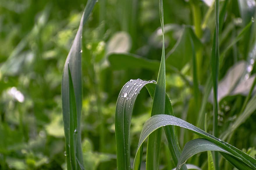Wheat Plant, Dewdrops, Grass, Plant, Droplets, Green Grass, Drops, Liquid, Nature, green color, leaf