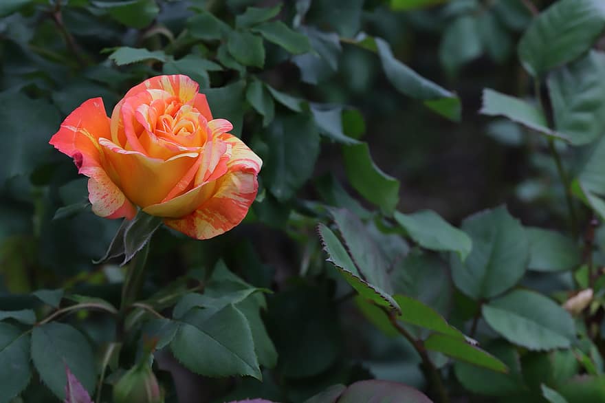 roos, bonte roos, bloem, de lente, tuin-, bloesem, blad, fabriek, detailopname, zomer, bloemblad