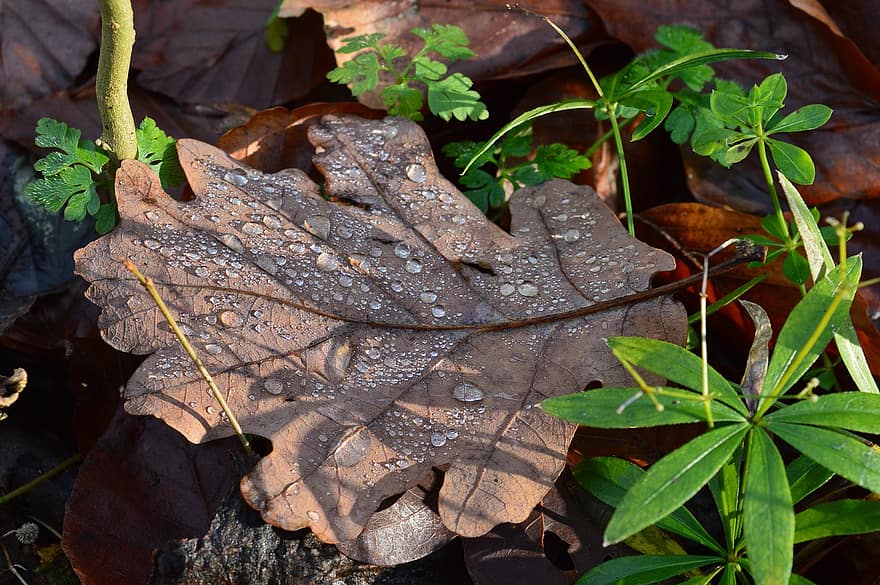 падать, осенний лист, деревянный пол, природа