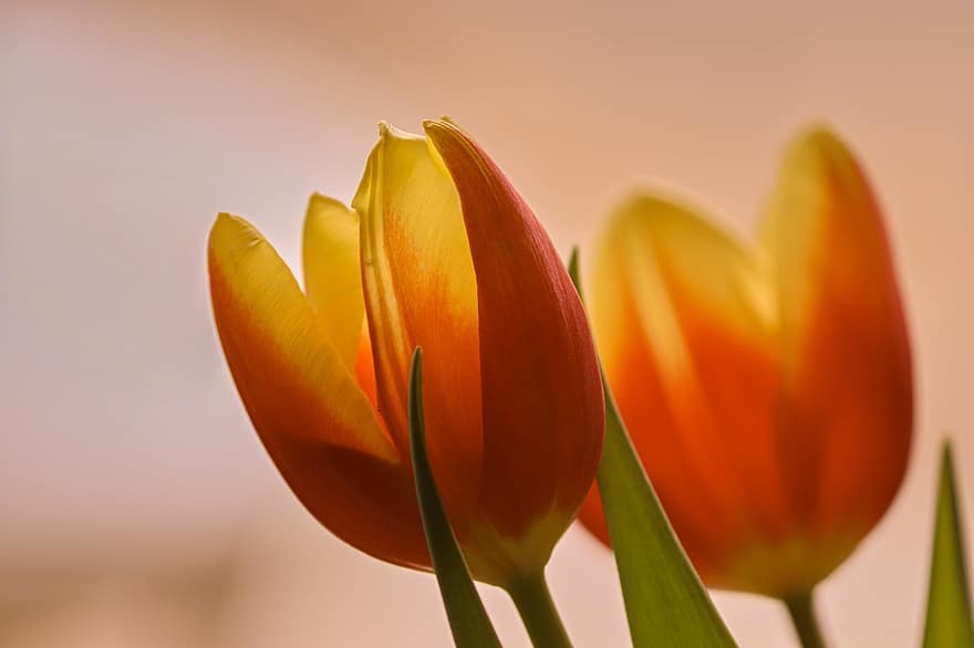 tulipány, oranžové tulipány, květiny, květy, flóra, okvětní lístky, rostlin, jarní květiny, Příroda, květ, žlutá
