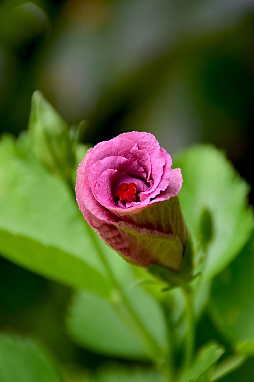 hibisco, flor, brote, flor Purpura, planta, naturaleza, hoja, de cerca, pétalo, verano, cabeza de flor