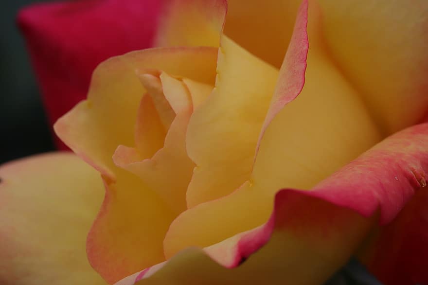 rosa, rosa gialla, rosa variegata, fiore giallo, fiore, primavera, giardino, fiorire, avvicinamento, foglia, petalo