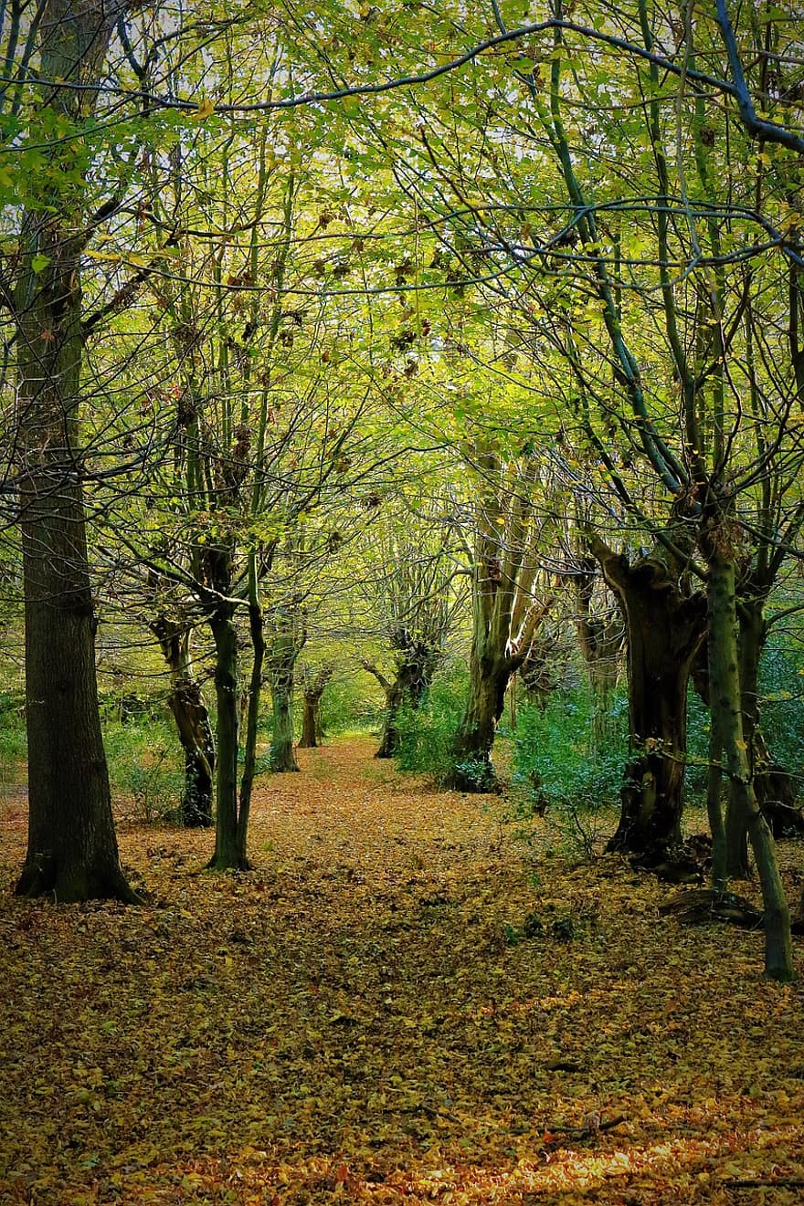 ősz, Epping erdő, erdő, esik, London, természet, uk, fák