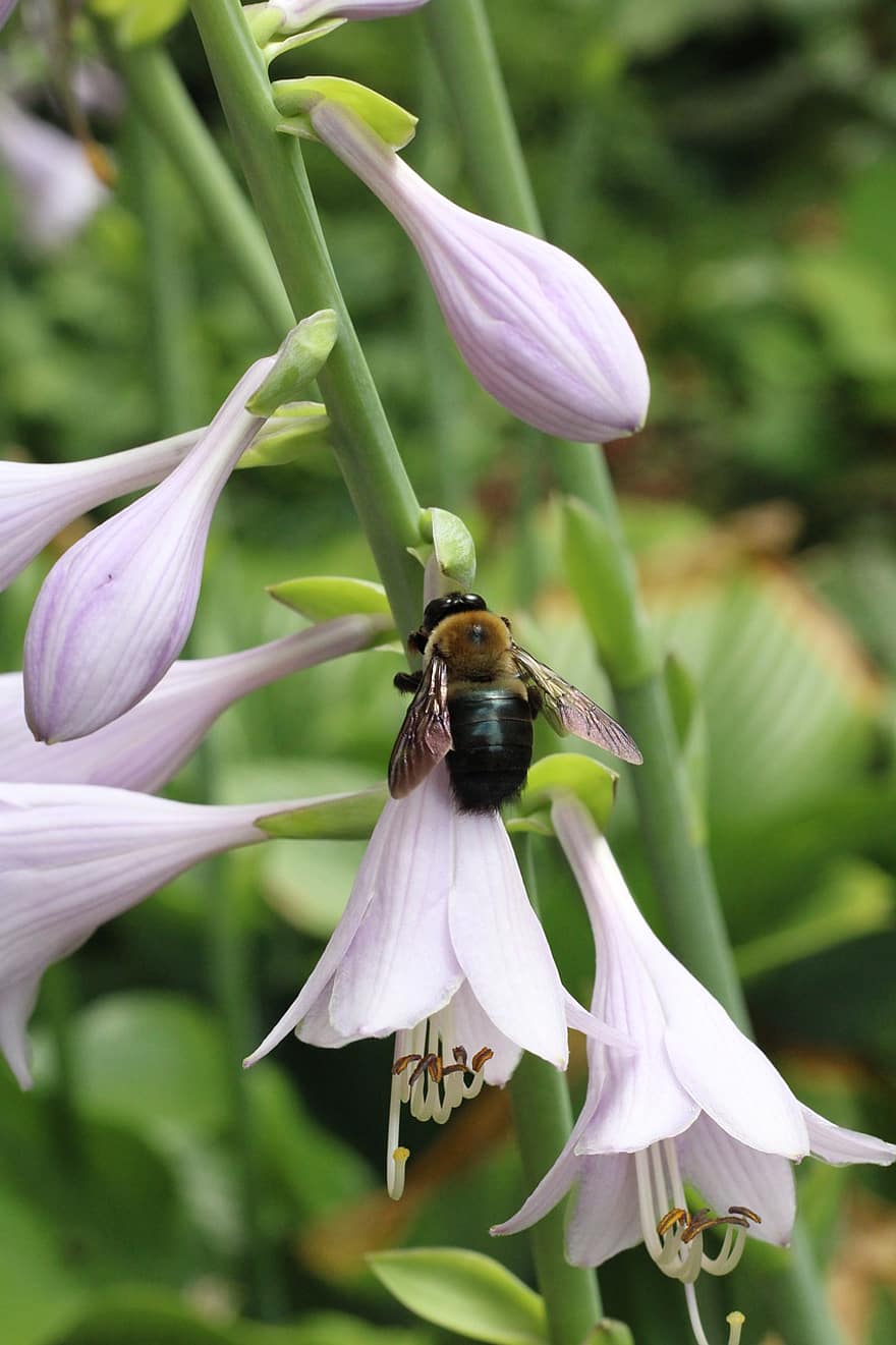 蜂、バンブルビー、花、植物、昆虫、バグ、翼、はちみつ、庭園、自然、ミツバチ