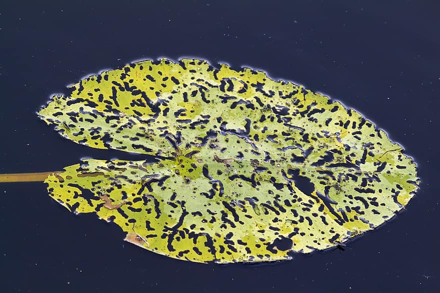lirio amarillo, Nuphar Lutea, estanque, hoja, planta acuática