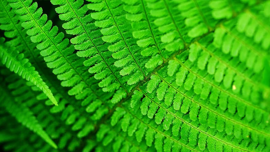 kapradina, světlo, prostředí, zelená, Příroda, rostlin, list, atmosféra, barva, struktura, podrost