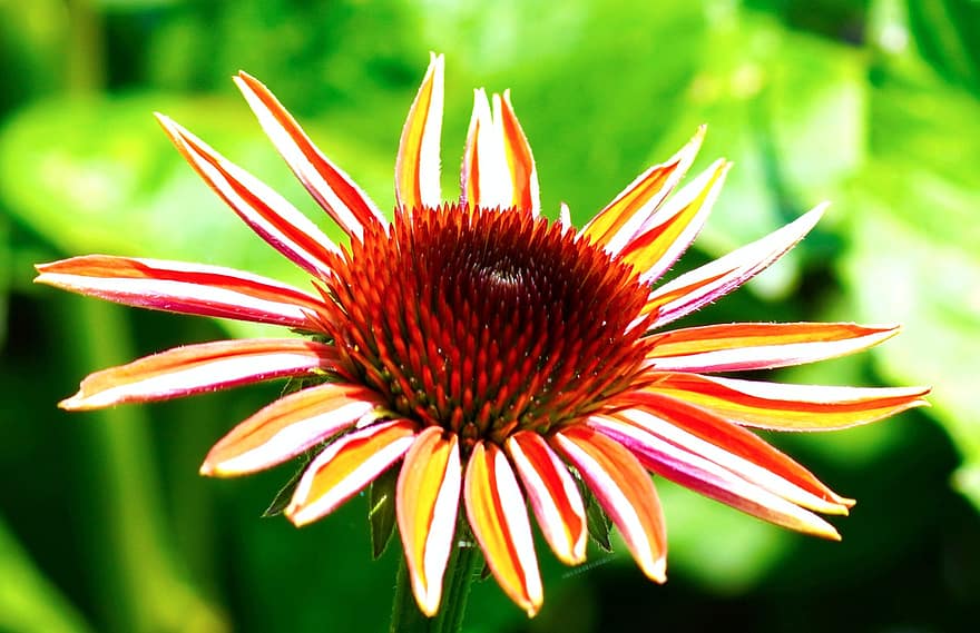 Echinacea, gėlė, karpytuvas, žiedas, žydi, pobūdį
