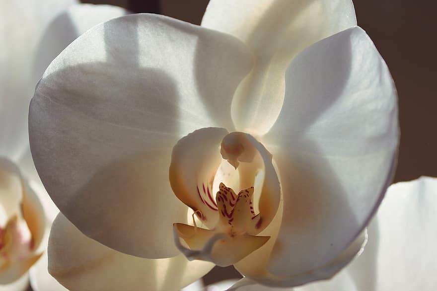 цветок, орхидея, декоративное растение, Orchidaceae, домашнее растение, цвести, цветение, белый, растение в горшке, datailaufnahme, цветок орхидеи
