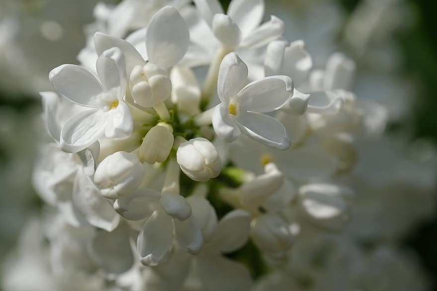 balts zieds, ceriņi, ziedlapiņām, zieds, koks, krūms, pavasarī