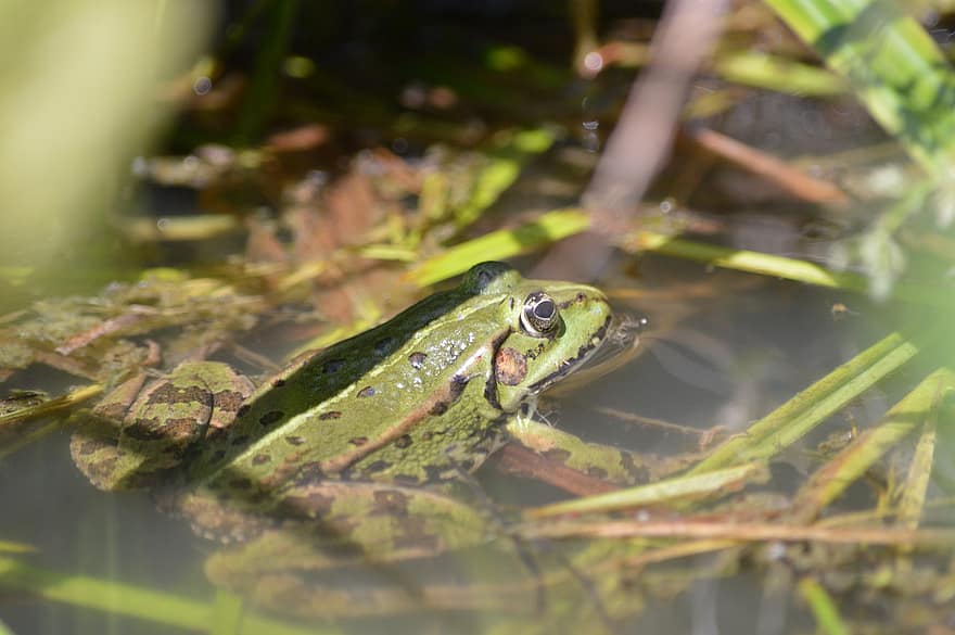 жаба, животно, езерце, вода, природа, земноводни, езерце за жаби, гръбначен