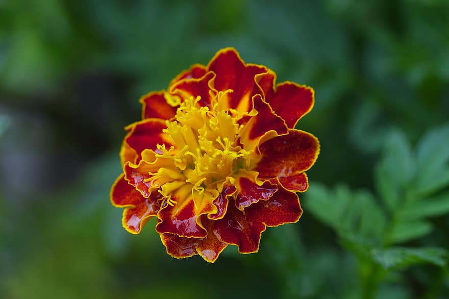 Marigold, Flower, Plant, Dew, Wet, Dewdrops, Petals, Bloom, Nature, Raindrops
