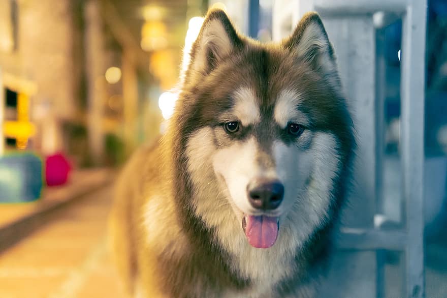 hond, Siberische husky, huisdier, dier, aanbiddelijk, schattige hond