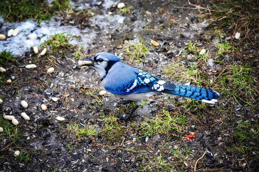 blue jay, burung, hewan, margasatwa, burung biru, bulu burung, paruh, tanah, alam