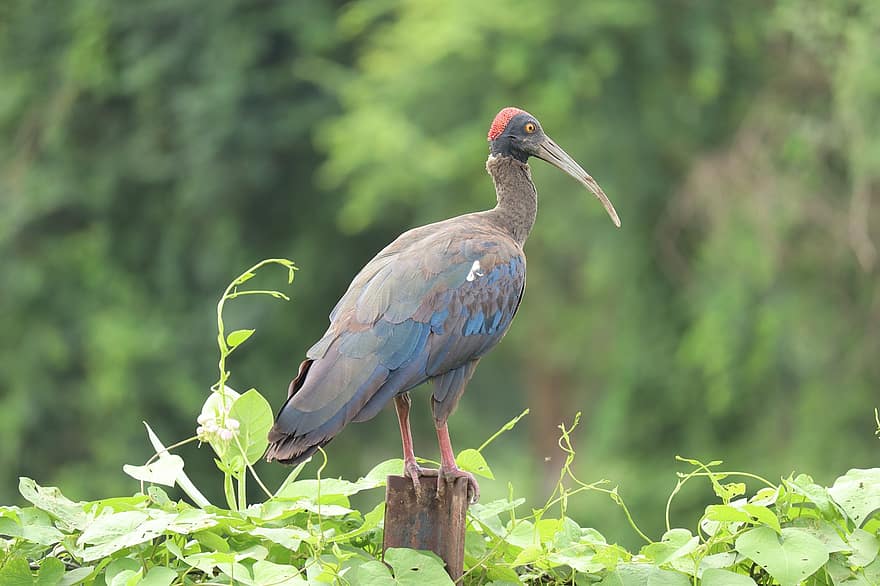 czerwony ibis, ptak, przysiadł, ibis, zwierzę, pióra, upierzenie, dziób, rachunek, obserwowanie ptaków, ornitologia