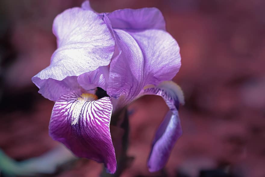 Iris, Schwertlilie, Violette Iris, Blume, Frühlingsblume, blühende Pflanze, Flora, Pflanze, Botanik, blühen, Garten