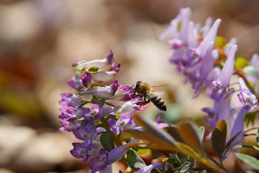 Corydalis, méh, beporzás, vadvirág, tavaszi, rovar, tavaszi virágok, Koreai Köztársaság, bezár, virág, közelkép