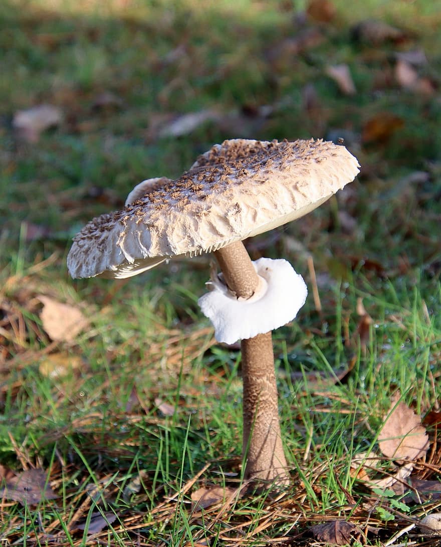 jamur, menanam, kulat, ilmu jamur, agaric, Mutiara Amin, hutan, liar, merapatkan, musim gugur, tidak digarap