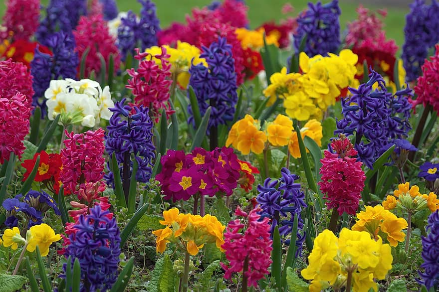 フラワーズ、庭園、ヒヤシンス、春、花壇、カラフル、マルチカラー、花、黄、工場、夏