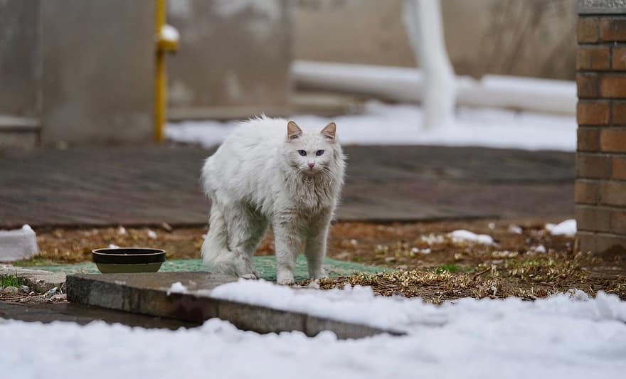kucing, membelai, hewan, kucing putih, salju, musim dingin, bulu, lokal, licik