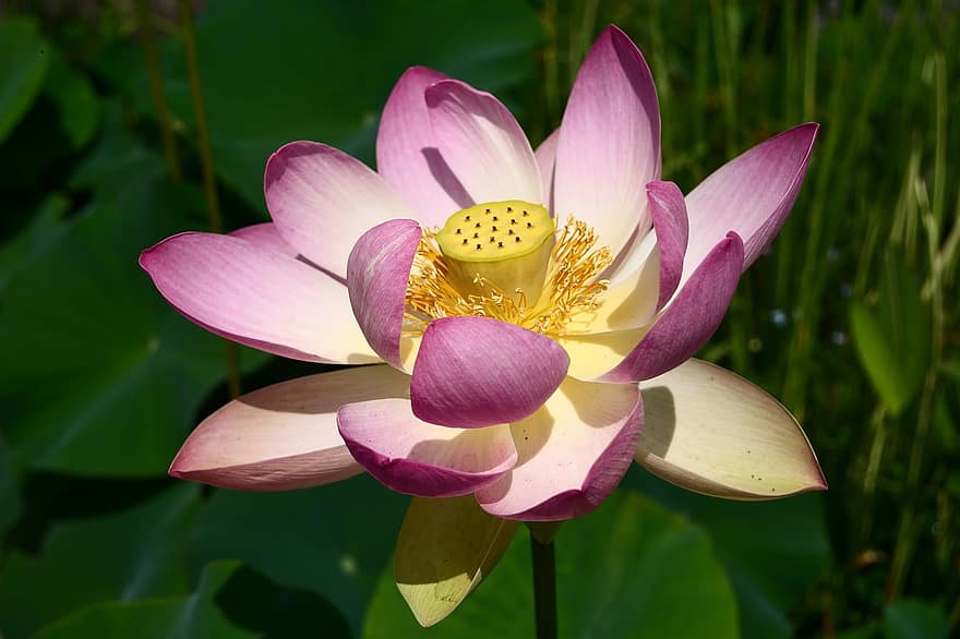 loto, fiore, natura, fiore di loto, clima, Lotus Pink