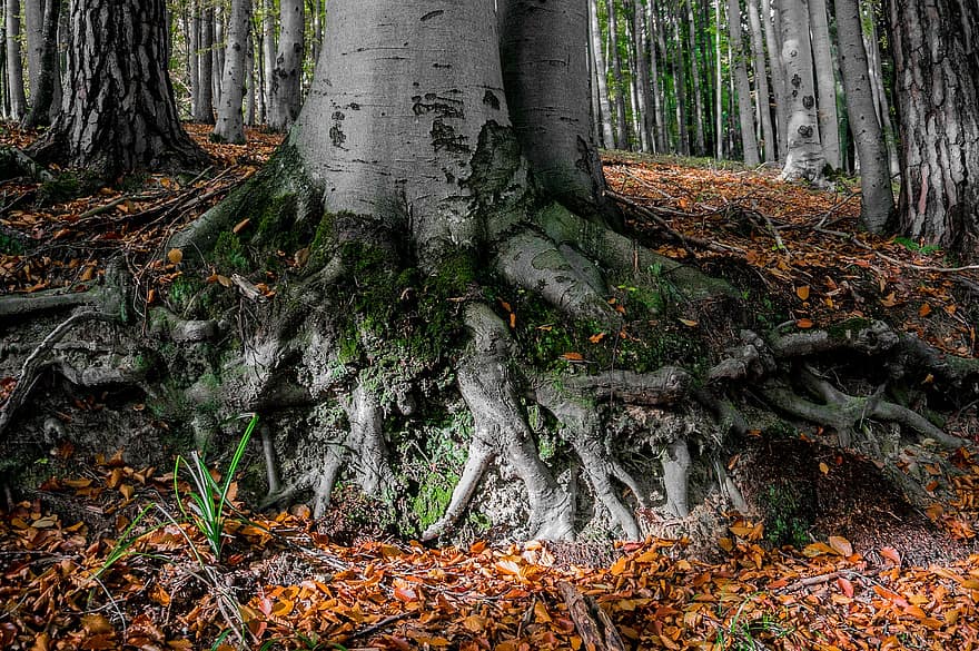дерево бук, осінь, ліс