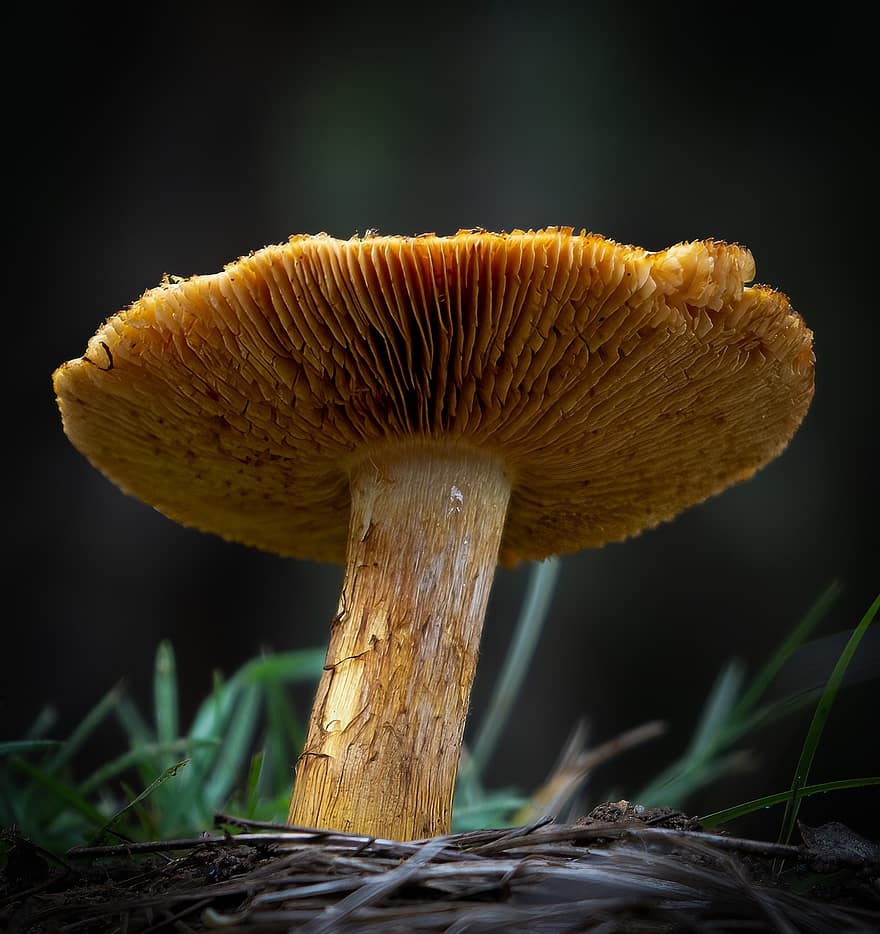 гриб, грибы, завод, поганка, микология, лес, дикий, природа, крупный план, грибок, осень