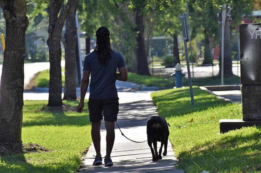 perro, perro caminando, masculino, afroamericano, amante de los perros, Rottweiler, raza pura, acera, Houston, Texas, arboles, mascotas