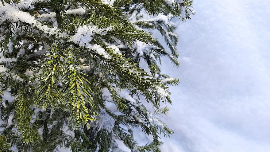 ağaç, iğneler, köknar, şube, abies, Noel ağacı, kar, don, kar yağışlı, yeşil
