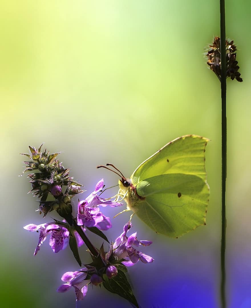 sommerfugl, insekt, blomst, eng, sommer, gresshoppe, natur, makro, vinger, farge, gul