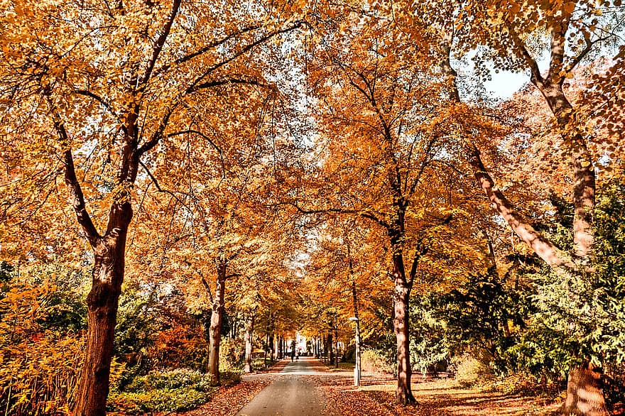 есен, листа, дървета, шума, есенни листа, есенна листа, есенни цветове, есенния сезон, попадат зеленина, цветовете на есента, оранжеви листа