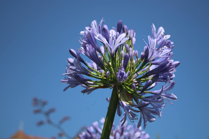 лилия Нила, фиолетовые цветы, природа, Агапантус, сад