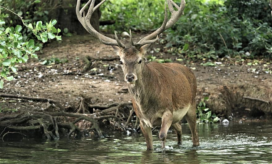 Deer, Animal, Wildlife, Wild Animal, Mammal, Antlers, Outdoors, Water, Lake, Habitat, Forest