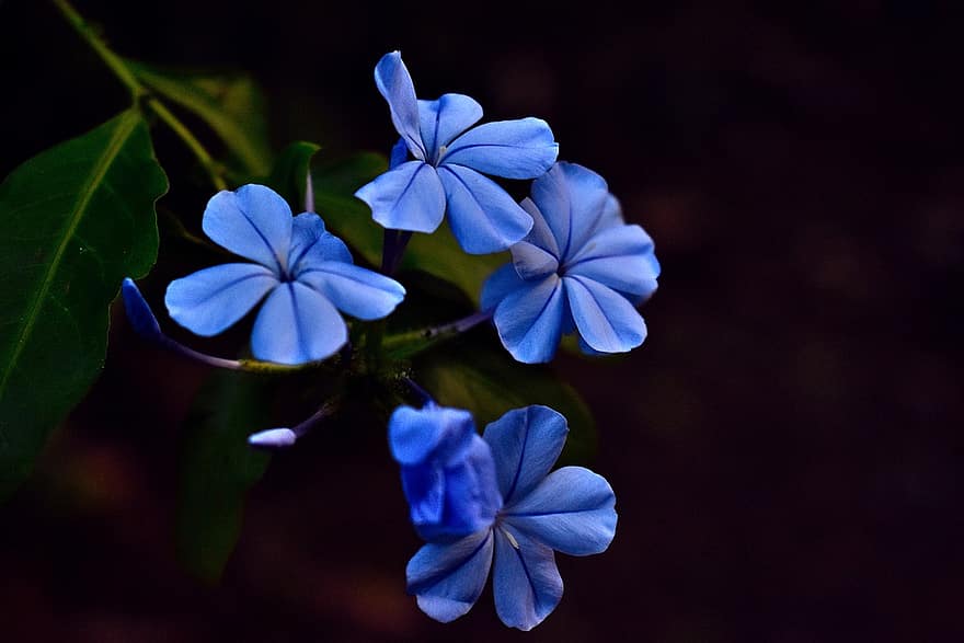цветя, сини цветя, разцвет, цвят, флора, растение, листенца, сини венчелистчета, природа