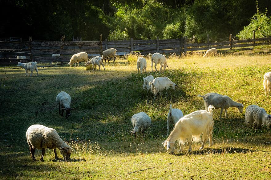 kozy, owca, pasący się, stado, trawa, pastwisko, hodowla zwierząt, żywy inwentarz, bydło, gospodarstwo rolne, Zwierząt