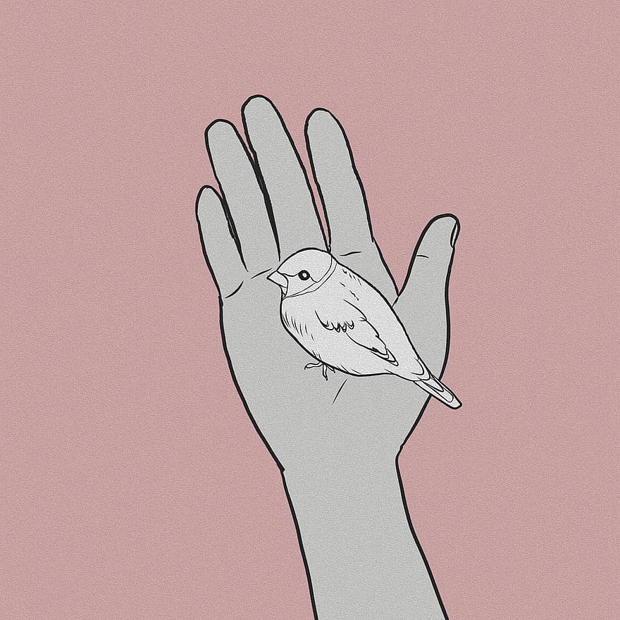 burung, burung gereja, margasatwa, hewan, telapak tangan, tangan