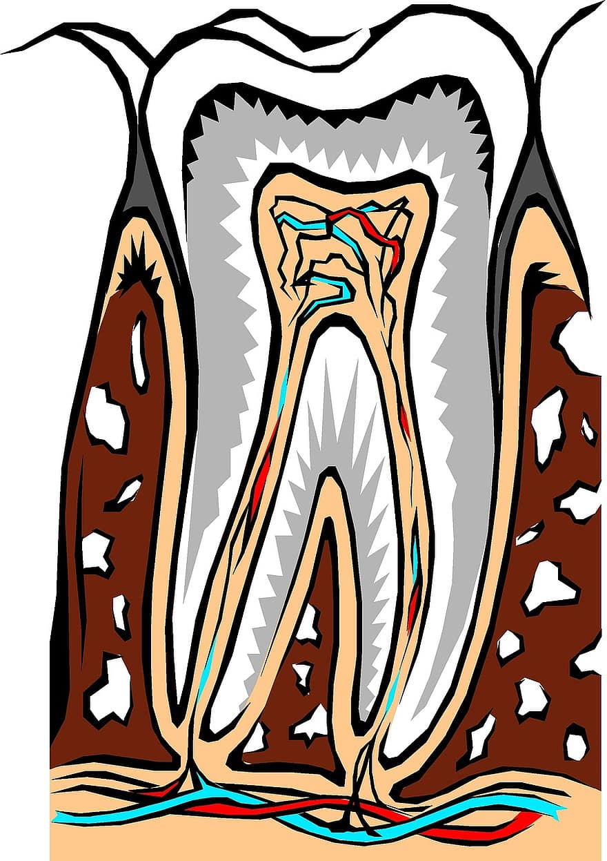 dente, corte transversal, dental, dentista