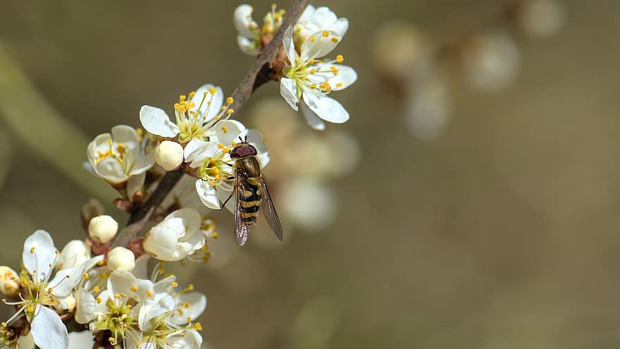 včela, hmyz, květ, trnka, bílý, opylování, pyl, fauna, jaro, detail, makro