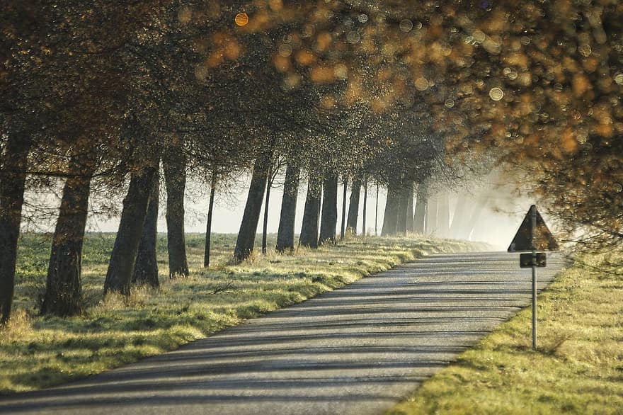 des arbres, rue, campagne, route, chemin, brouillard, arbre, forêt, l'automne, scène rurale, paysage